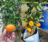 Hybrid Peel Sweet Orange Grafted Plant