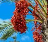 dates palms