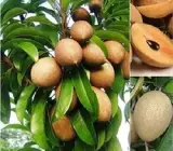 KALAPATI CHIKU(SAPHOTA)GRAFTING FRUIT PLANT