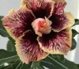 Adenum Rose Variety Grafting Flower Plants