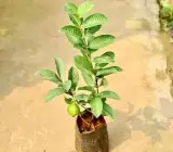 VNR Bihi Guava Grafted Fruit Plant – Premium Large Size Sweet Guava Live Plant