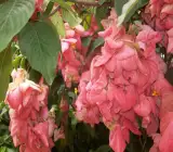 Mussaenda( Pink) – Flowering PLANT