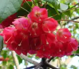 DOMBEYA FLOWERING PLANT(RED)