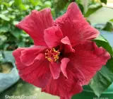 Austrian Hibiscus (RED THOKA)