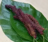 Brazilian Hybrid Mulberry Fruit Plant – Sweet Long Mulberry Live Plant