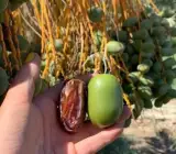Hayani Variety Date Palm Live Plant – Premium Sweet Date Fruit Plant