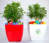 TABLE kamini plant