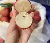 Seedless Litchi Grafted Fruit Plant – Premium Sweet Lychee Live Plant