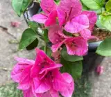 Watermelon Pink Bougainvillea Plant