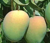 Kishanbhog mango Fruit plant