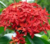 Chinese ixora FLOWERING PLANT(RED)