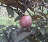 Malaysian red Guava