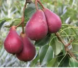 Babugosa(Red Pear) _ Grafted and Hybrid Plants