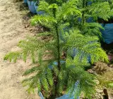 Araucaria Cunninghamii (orcriya cuki)