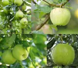 Hybrid Green Apple Fruit Plant