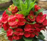 Euphorbia flowering plant(RED)