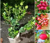 SWEET KARUNDA(KARAMCHA)FRUIT PLANT