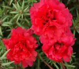 Portulaca FLOWERING PLANT(HANGING PLANT) RED