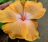 AMERICAN HIBISCUS PLANT( light yellow)