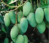 Langra mango Fruit plant