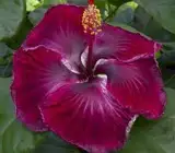 Austrian Hibiscus plant (BLACK DRAGON)