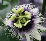 Passion flower plant