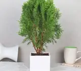 Oriental Arbor-Vitea plant