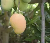 Thai B -7 (Grafting )mango- Fruit plant