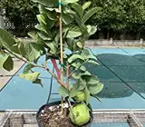 Allhabad guava Fruit plant