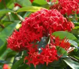 Chinese ixora FLOWERING PLANT(RED)