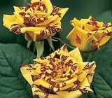 Abracadabra Rose Grafting Plants