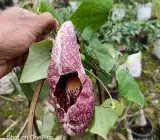 Aristolochia Flowering plants