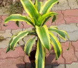 Victorio plants