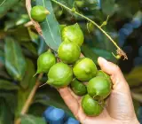 Macadamia Nut Fruit Plant