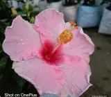 AMERICAN HIBISCUS PLANT(PINK AND RED SHADED)