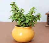 HHYBRID JADE PLANT