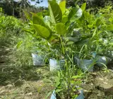 Seedless Jackfruit Plant
