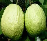 Thai KG Guava -Fruit Plants