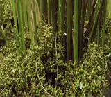 Indian Elachi Plant