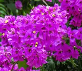 BOUGAINVILLEA FLOWERING PLANT(PURPLE)