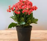 Florist Kalanchoe FLOWERING PLANT(RED)