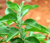 Ashwagandha Plant
