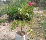 Bougainville flowering plants(CHITRA)