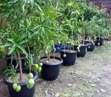 Himsagar Mango ( Grafting ) Fruit Plant