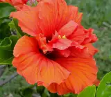 Austrian Hibiscus Flowers Plants(LIGHT ORANGE THOKA)