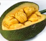 All Time Jack-Fruit ( Grafting ) Plant