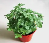 MINT(PUDINA)PLANT