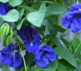 Nilkantha Double Petel Flower Plant