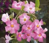 Mandevilla flowers plants(PINK)