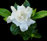 Scenled Tagor Flower Plant
